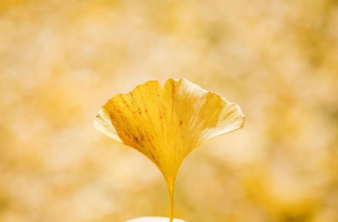 银杏树叶如何做玫瑰花,银杏叶如何制作玫瑰花