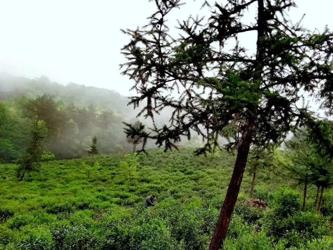 楂樺北鑼跺彾鍔╁姏鑴辫传瑙嗛,楂樺北鑼跺彾鍔╁姏鑴辫传