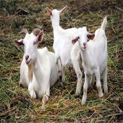 山羊发烧拉稀怎么治疗,山羊发烧了怎么办