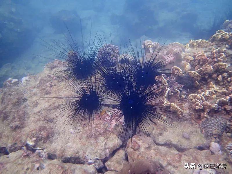 广东海岛打卡网红地,广东小众海岛打卡