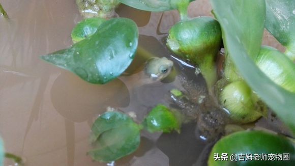 龟友都是怎么养乌龟的,新手怎么养黄喉龟