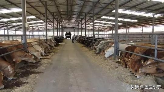 羊白肌病打什么药治疗,小羊白肌病最佳治疗方法