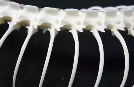 椹鎵嬩覆鍦嗙彔,椹鎵嬩覆