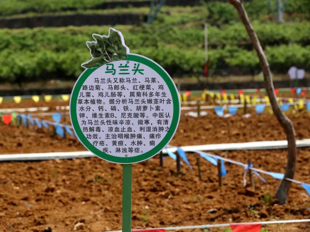 一起去瓶窑“拿块地”！古城旁，南山下，50个平方200元......