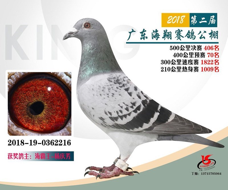 海霸王詹森纪录,冠霖公棚2017年获奖鸽欣赏