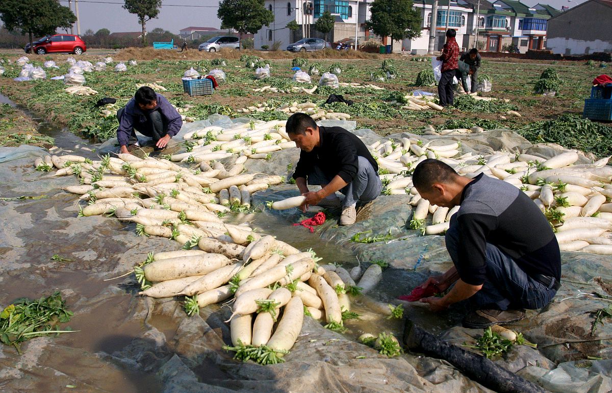 包萝卜馅饺子用去皮吗,包萝卜馅饺子要不要放葱姜