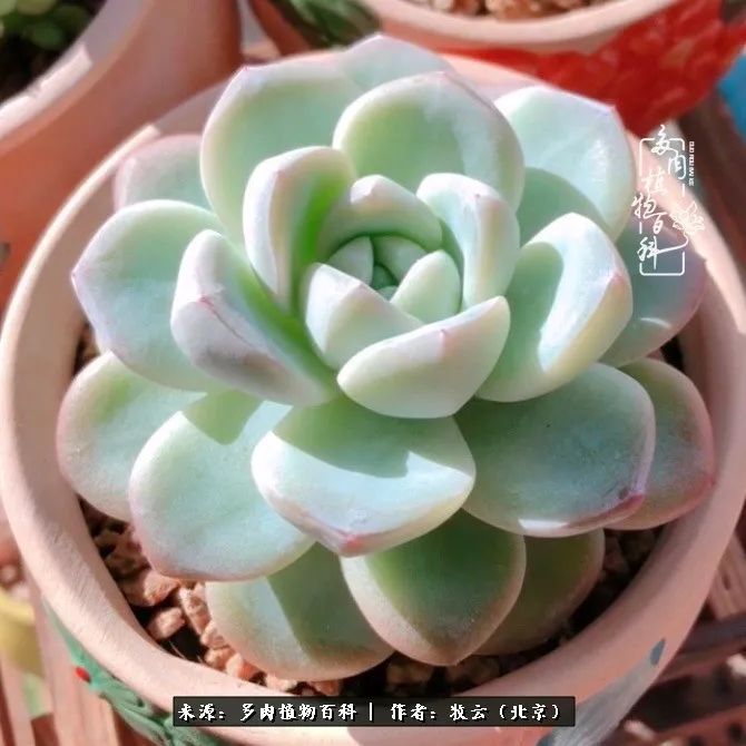 多肉植物生活,多肉生活充满诗意