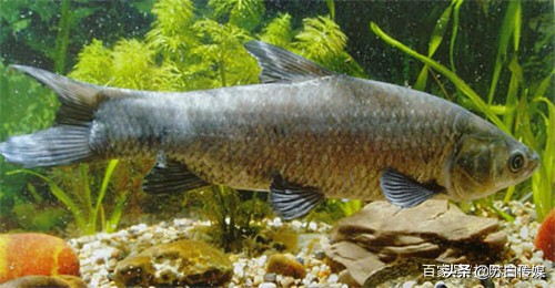 中国最大的内陆湖鱼,中国哪里湖的鱼最贵