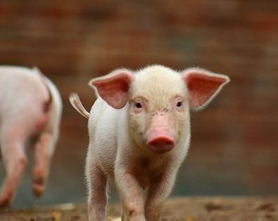 猪人工授精插管正确方法,猪的自然繁育人工授精