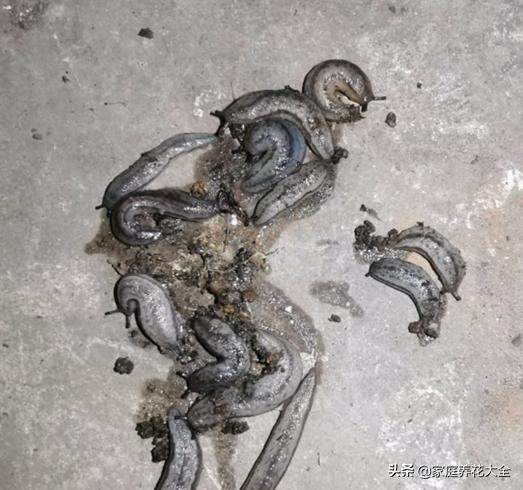 蜗牛没有房子,蜗牛没有房子还能活吗