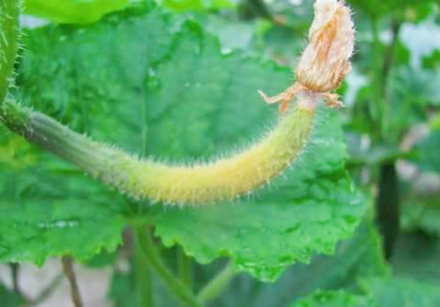 南瓜化瓜最有效的土办法,菜瓜怎么用最有效