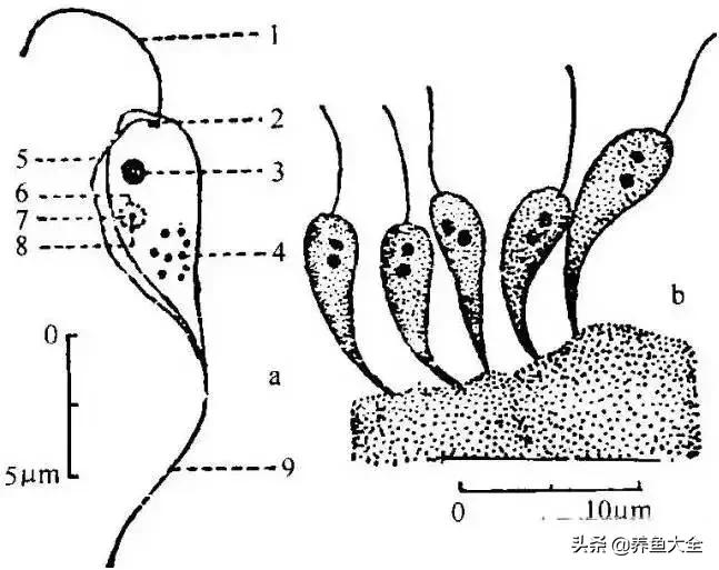 寄生虫多达6000条这种东西别乱吃,寄生虫的典型症状和表现