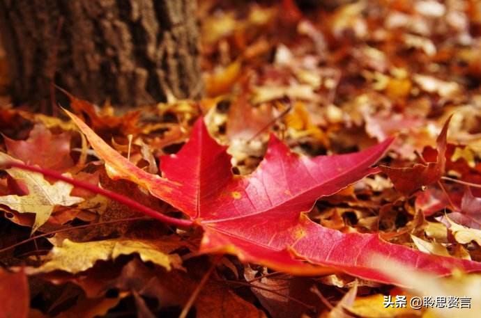 菊花开,蝴蝶死,蝉声疏,溪柳黄