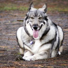 老版狼青犬训练,老版狼青犬视频