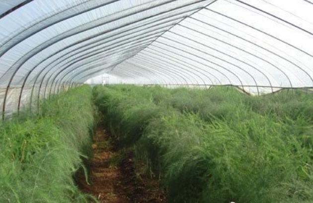 芦笋栽培及田间管理,芦笋种植技术和注意事项