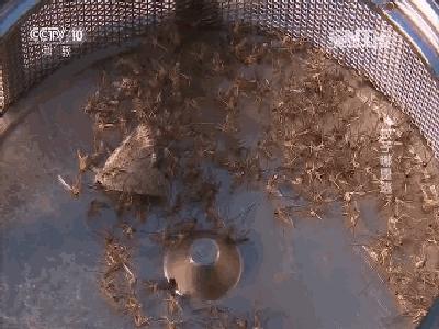 无辐射电捕蚊子灭蚊灯,灭蚊灯家用卧室母婴无辐射驱蚊器