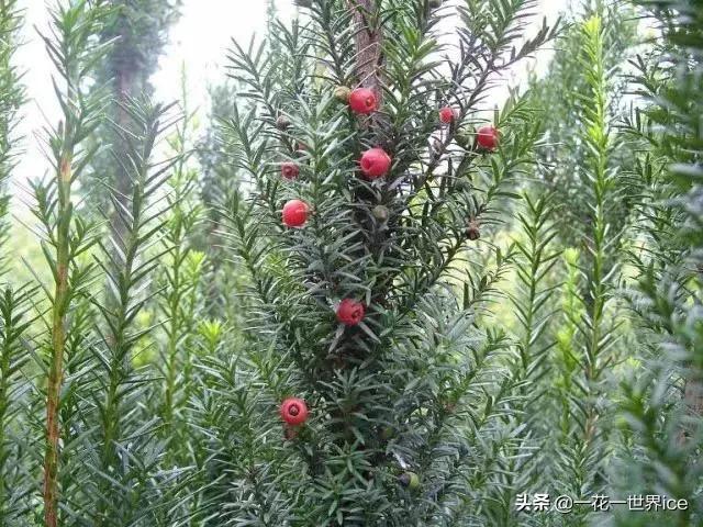 种一种植物一年收入6000千万,大熊猫2020