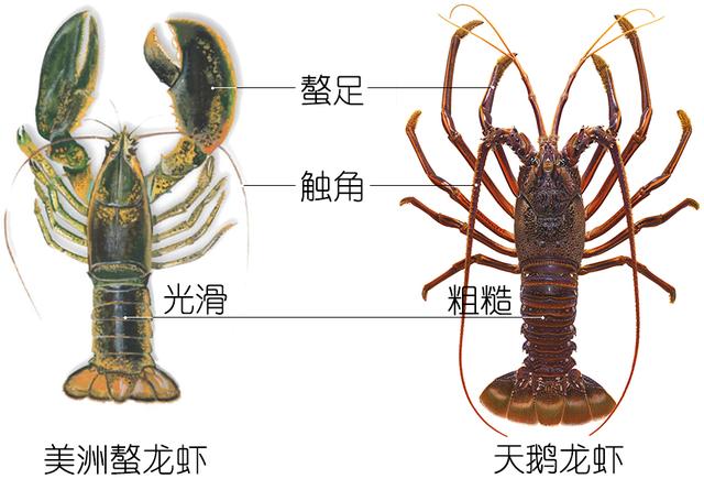 虾说，这是一篇让你不仅会吃，还会认……一文解决“虾”认识