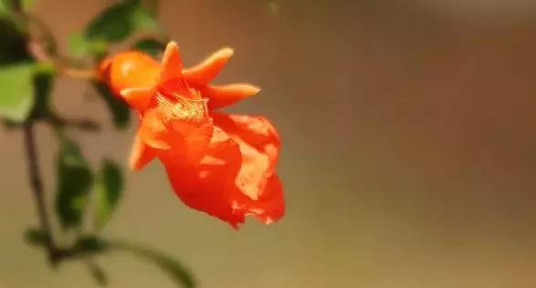 五月榴花照眼明是谁写的,五月榴花照眼明下一句