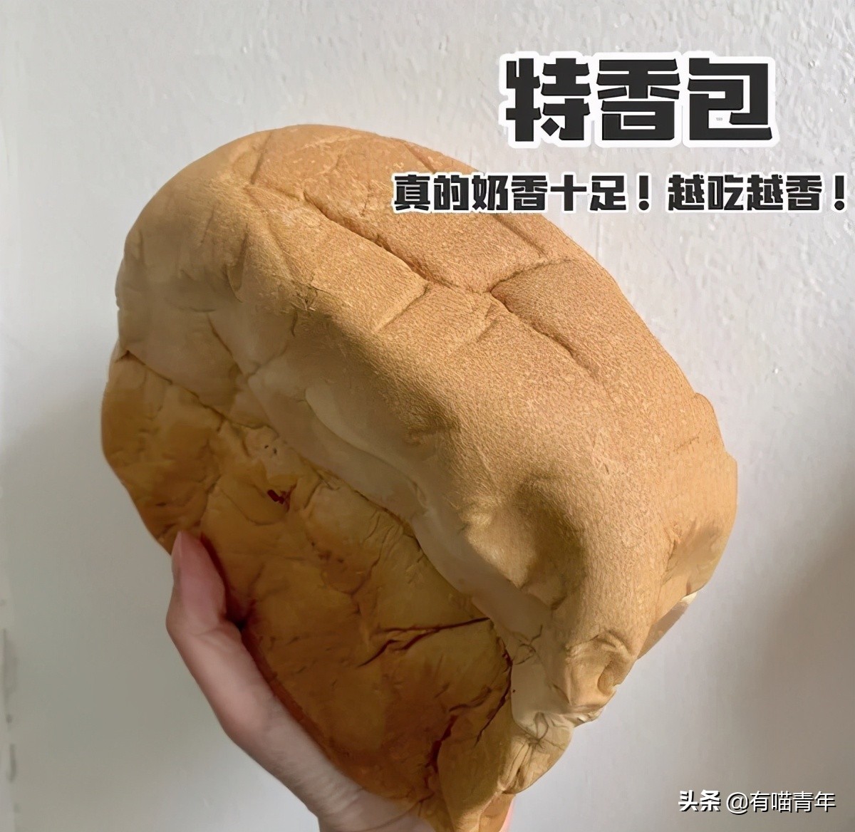 橘猫为什么是魔鬼,橘猫的恐怖之处