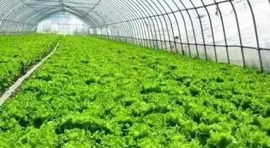 含氯肥料适合哪些作物,含氯复合肥适用作物种类归纳