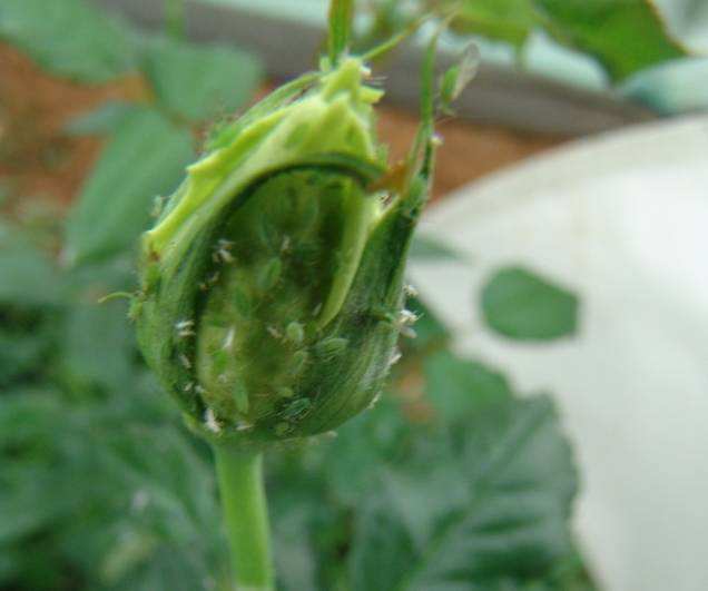 50种过期药品养花不生虫,5种过期的药养花