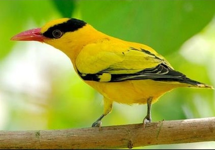 山海经都有哪些动物被证实存在,如果山海经的异兽真的存在