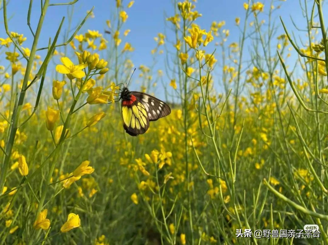 春天的花真的很美丽让人向往,春天的花也太美了