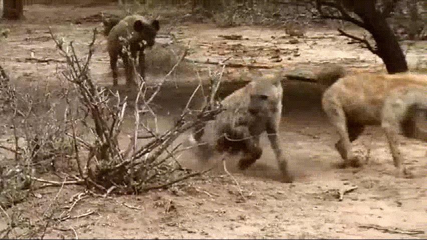 唯一能和狮子抗衡的动物,唯一敢和狮子正面硬刚的动物