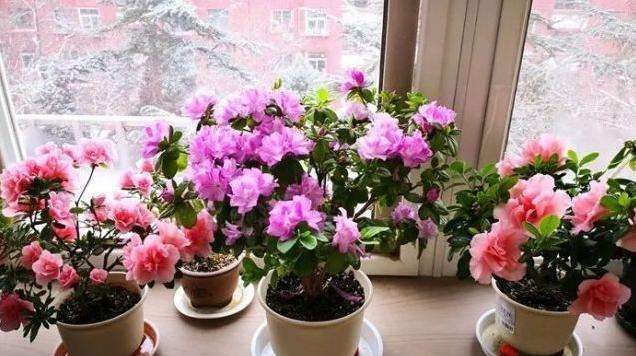 养花不会配土，那就捡点“蜂窝煤”，简单一处理，比买的土还好用