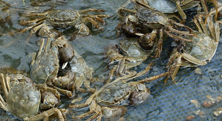 拼多多大闸蟹多少1斤,40只大闸蟹99包邮真的假的