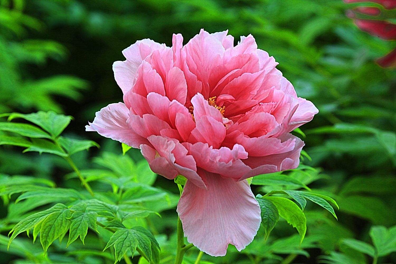 小城的早晨作文,小城的早晨的视频