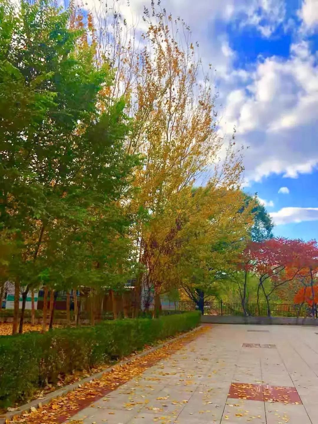 辽宁中医药大学杏林学院独立学院,辽宁中医药大学三个校区