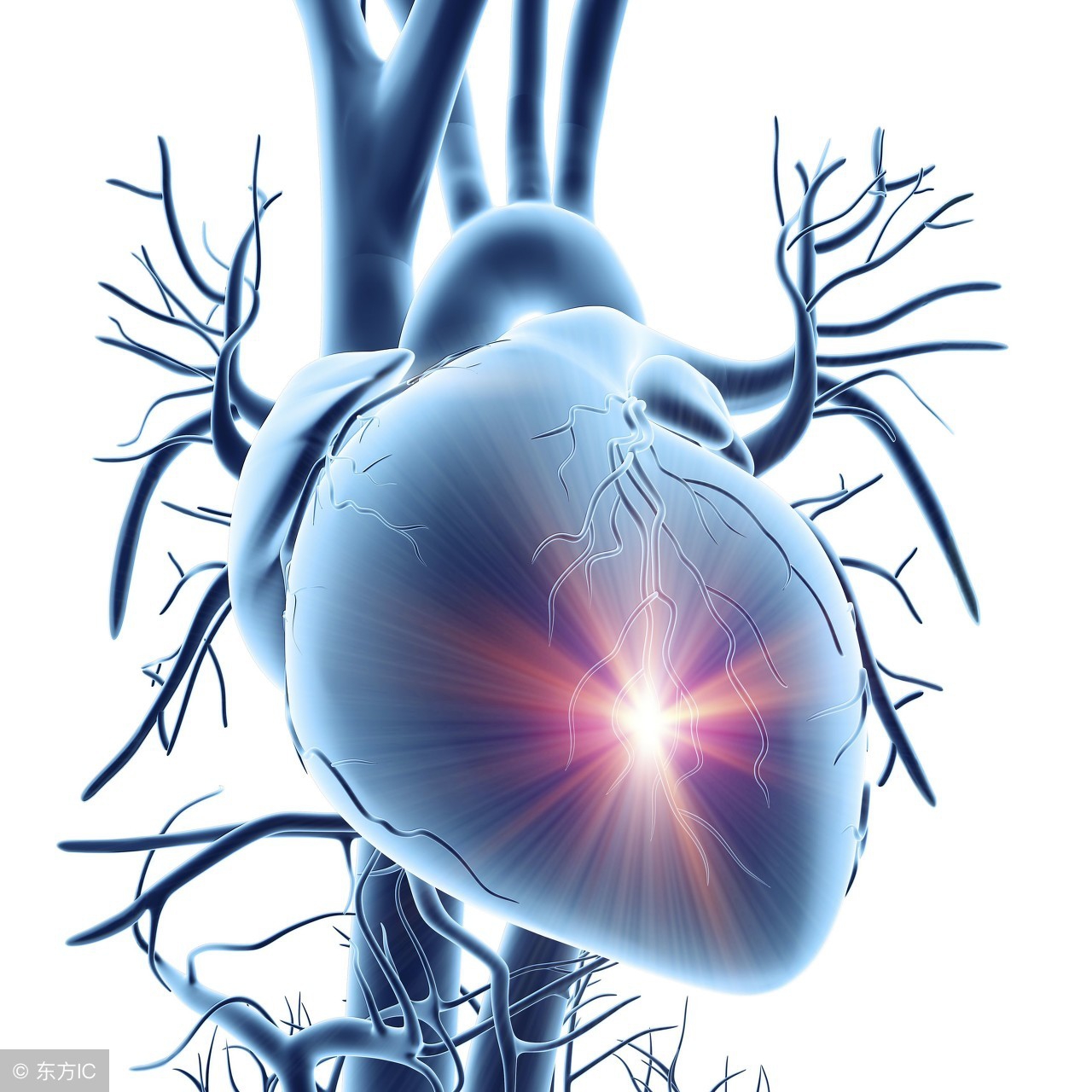 怎么保护心脏增强心脏功能,怎么保护心脏预防心脏疾病