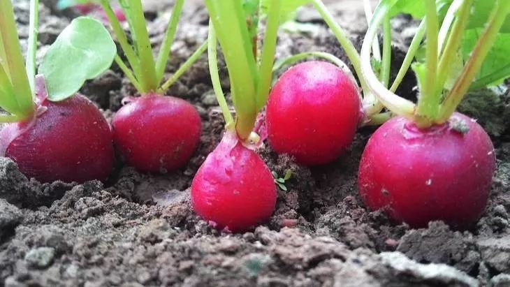 种植业一亩利润20万元,种植赚钱方法教程简单易学