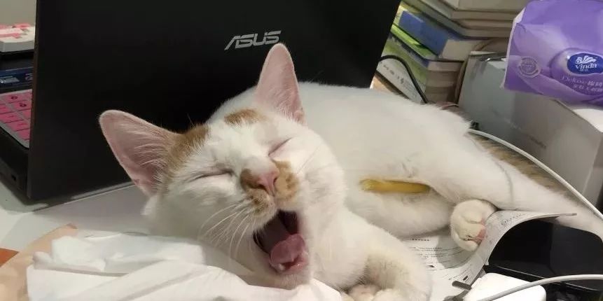 小佩闷死猫事件,小佩猫窝闷死猫