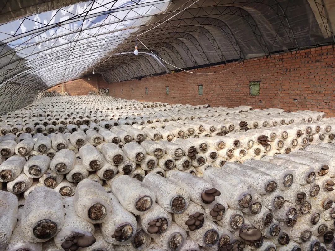 乡村振兴太康种植平菇撑起致富伞,小平菇撑起农民致富伞