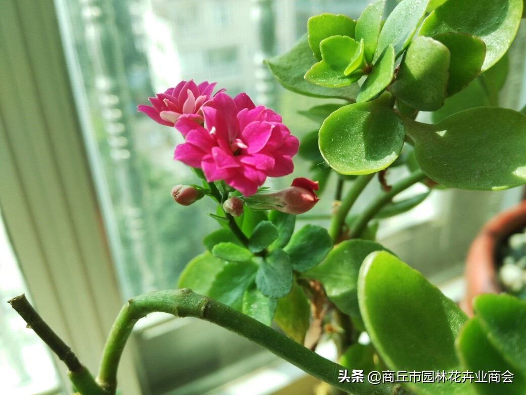 可以做农药的植物,家庭自制植物生长营养剂