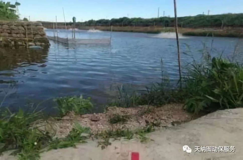 养殖水质的管理技术,养殖水体变硬怎么办