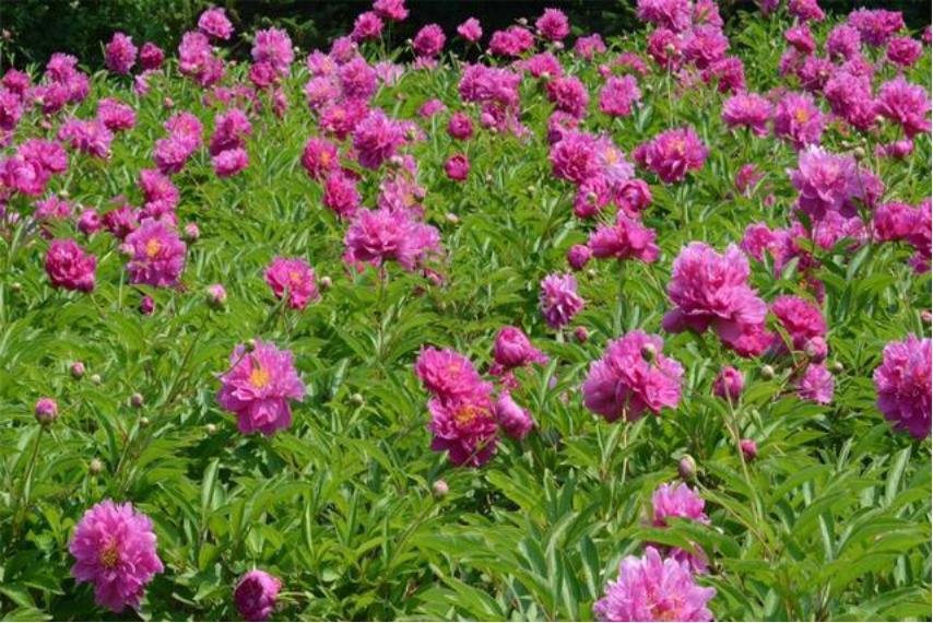 芍药花适合室内养殖吗北方,如此艳丽的芍药花你会养吗