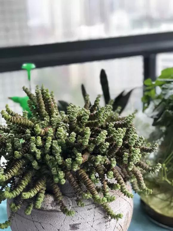 招财金钱木多肉怎么养,多肉钱串子风水摆放家里禁忌