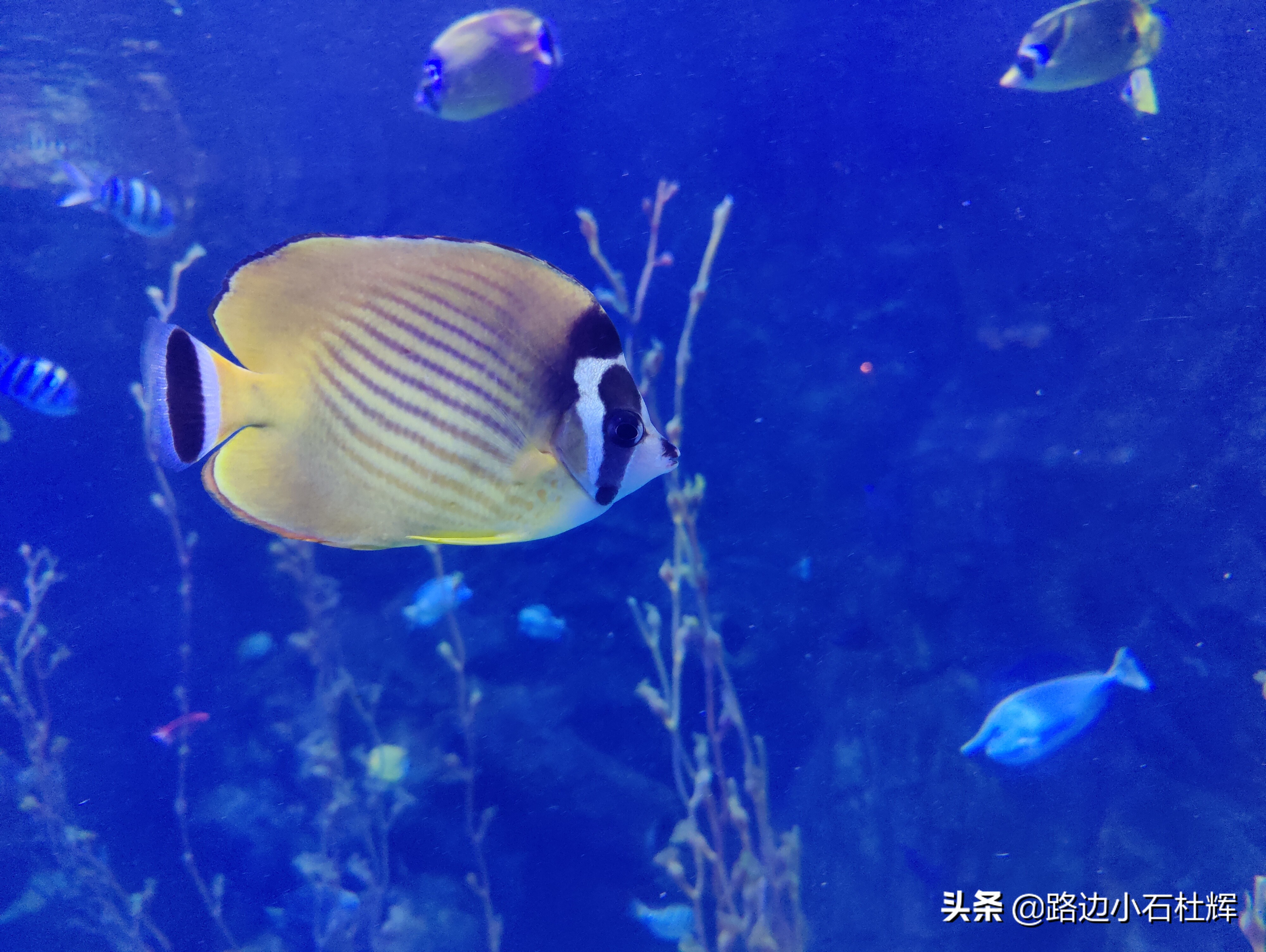 北京海洋馆海底世界和动物园攻略,游北京动物园海洋馆