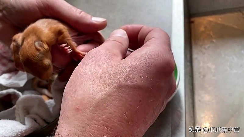 宠物松鼠当妈妈了，好心帮它清理小窝，它却把松鼠宝宝扔了？