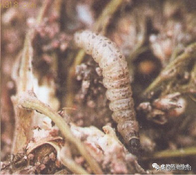 蛀干害虫是钻蛀害虫吗,果树枝干钻蛀害虫图片