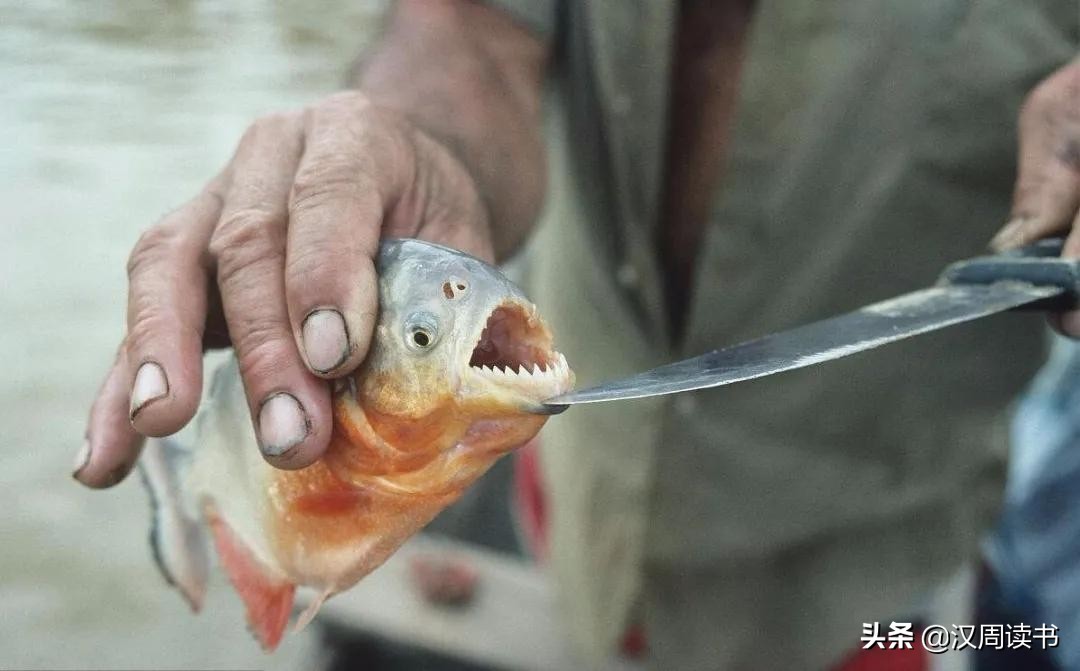 巴西冷知识全集,巴西冷知识13则冷且有趣