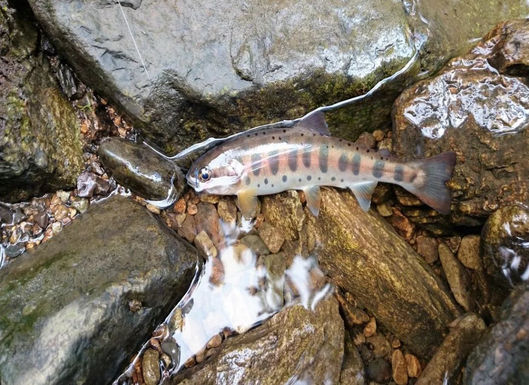 世界十大凶猛淡水鱼类,顶级淡水鱼类