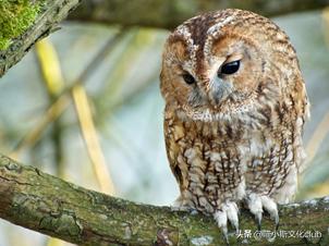 哈利波特出现猫头鹰,哈利波特为什么每个人都有猫头鹰