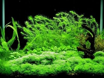 蜈蚣草水草怎么养,蜈蚣草要水草泥吗