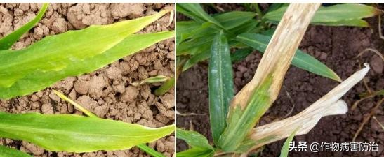 生姜黄叶的原因及治疗方法,生姜苗出现黄叶是什么原因