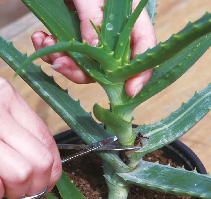 大盆适合种植芦荟,养好一盆芦荟其实很简单